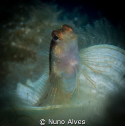 "Who's there?" by Nuno Alves 